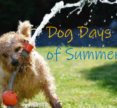 How To Make Your Summer Gatherings Unforgettable!