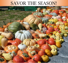 A Guide to Winter Squash