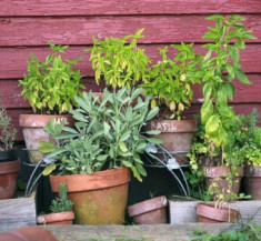 It’s Thyme for Fresh Herbs!