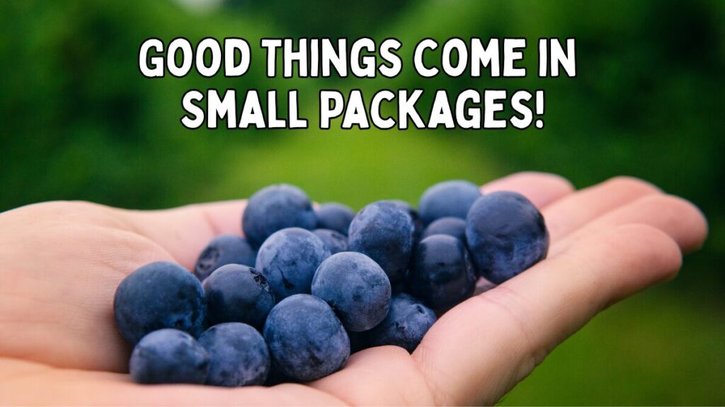 Photo of a handful of fresh blueberries with the caption "GOOD THINGS COME IN SMALL PACKAGES!"