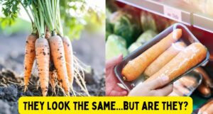 Image of carrots from healthy soil next to carrots from the grocery store with the caption "They Look the Same...But Are They?"