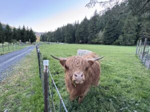 Photo of Nugget, a Highland cow at one of the Airbnbs Krista and Scott stayed at in Oregon