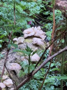 Photo of oyster mushrooms Krista and Scott found on one of their hikes in Oregon
