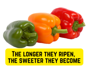 A photo of a green, orange, and red peppers with the caption "THE LONGER THEY RIPEN, THE SWEETER THEY BECOME"